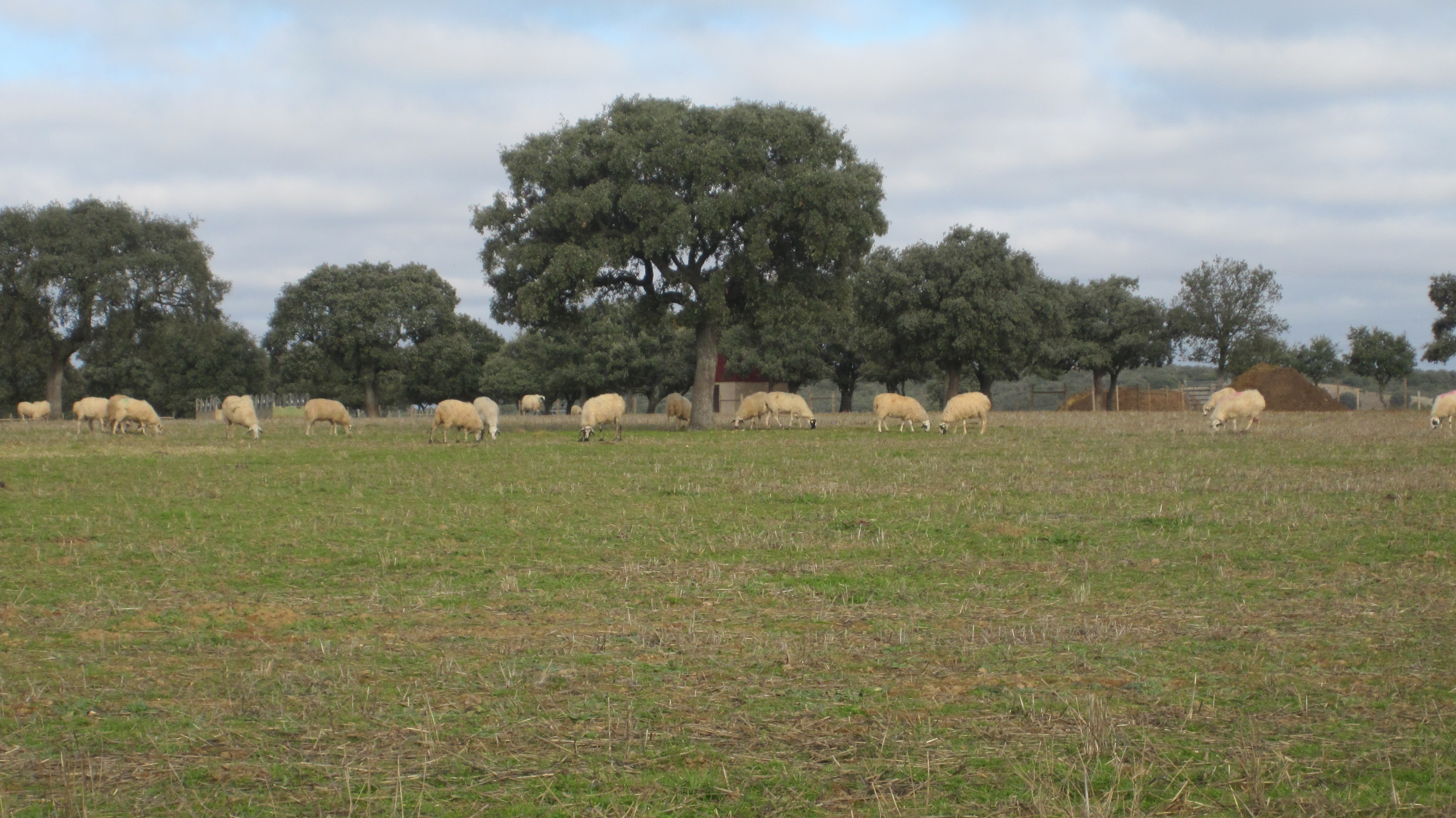 Ovejas pastando el forraje entre las encinas de la finca de Dehesa de la Guada�a ,
