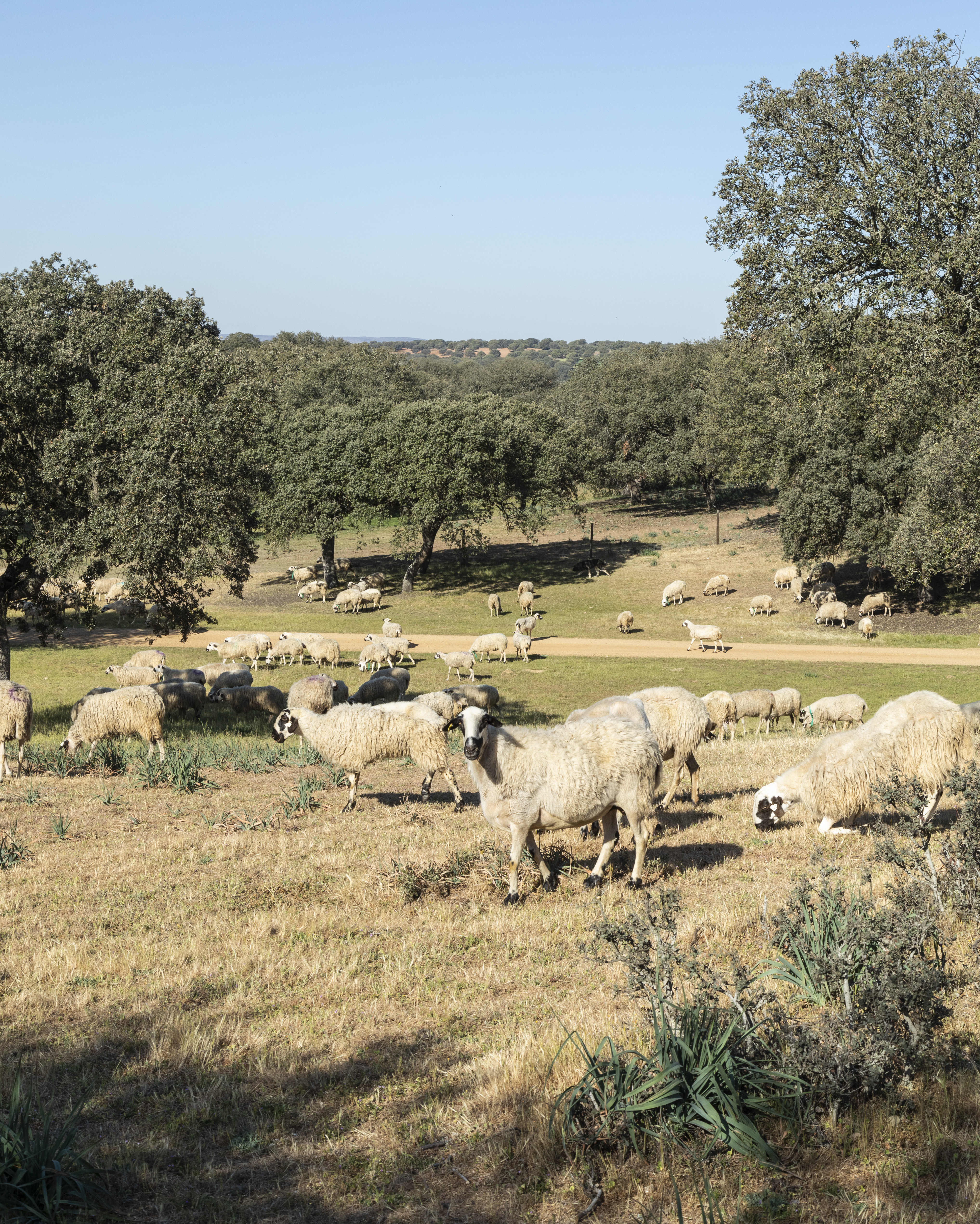 El equilibrio entre las necesidades de los animales y el uso de la pradera o el arbolado son un factor clave