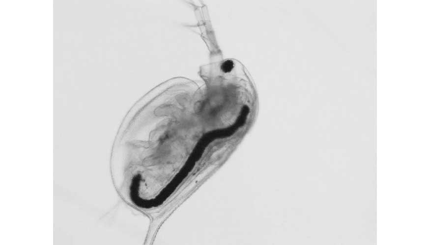 Daphnia tratada con grafeno