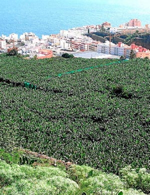 740 mil kilos de pltano sern tirados en las Canarias para paliar la cada de su precio