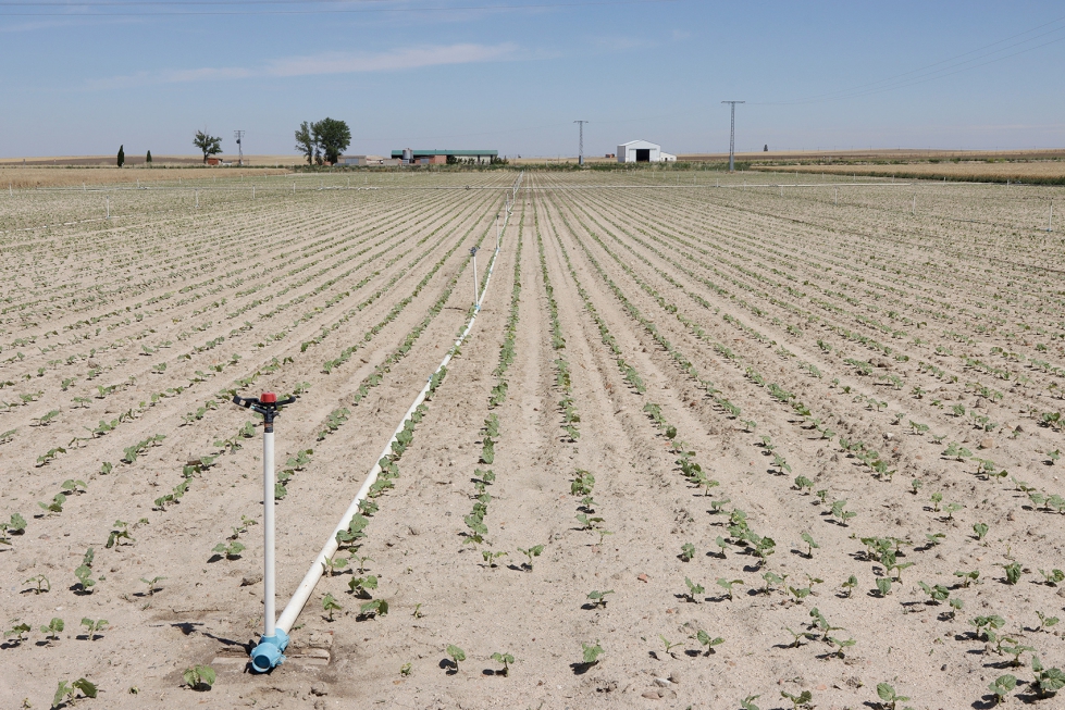 Cultivo de alubia en la provincia de vila