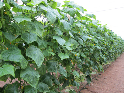 Sistema de Wise Irrisystem aplicado en el suelo de una plantacin de invernadero