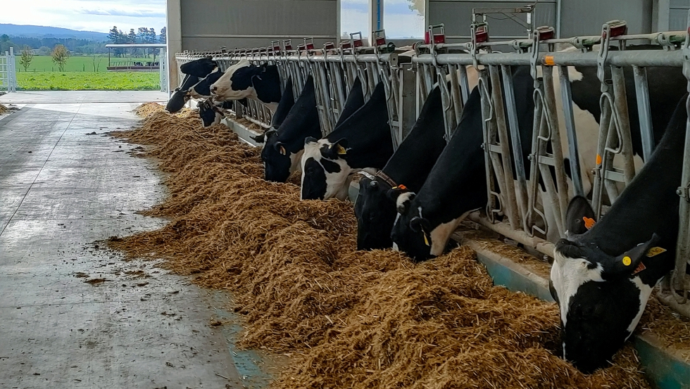 Vacas frisonas en la granja comiendo