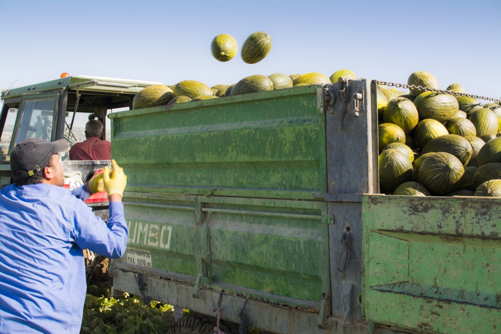 Agricultores recogiendo melones en Villaconejos (Madrid). Foto: UPA