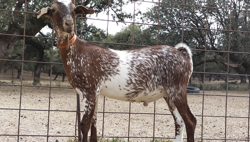 Nuevo semental de la raza Florida en uno de los centros de reproducci�n