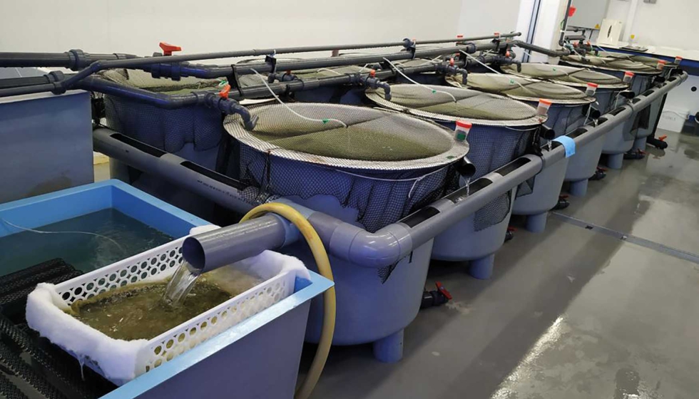 Se ha estudiado el uso de la biomasa de estas microalgas cultivadas en una corriente de peces marinos (lenguado senegals)...