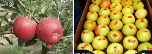 De izquierda a derecha, variedades de manzanas Brookfield Gala y Verde Doncella