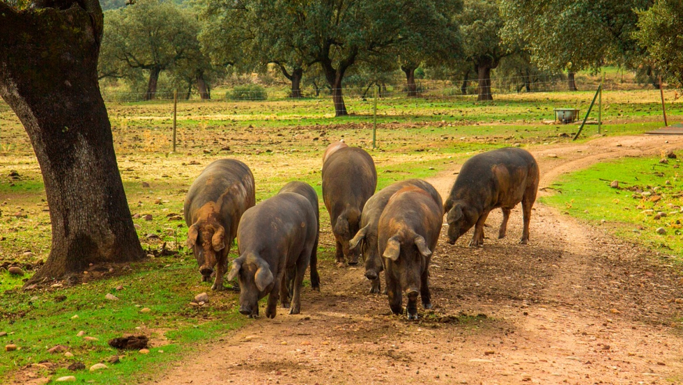 Piara de cerdo Ibrico en la dehesa