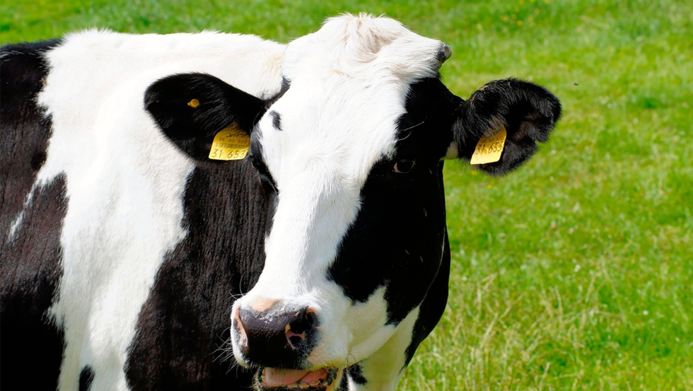 Vaca de la raza Holstein
