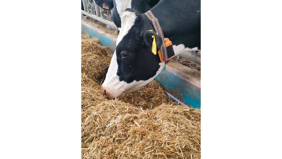 Vaca de la raza Holstein con un dispositivo de monitorizacin para realizar la deteccin de celos