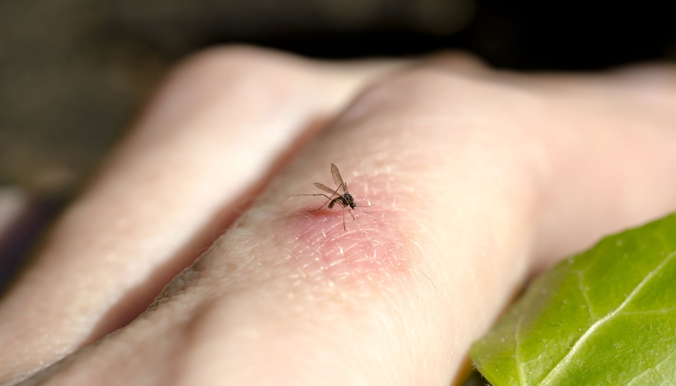 Los mosquitos son algunos de los insectos que actan como vectores