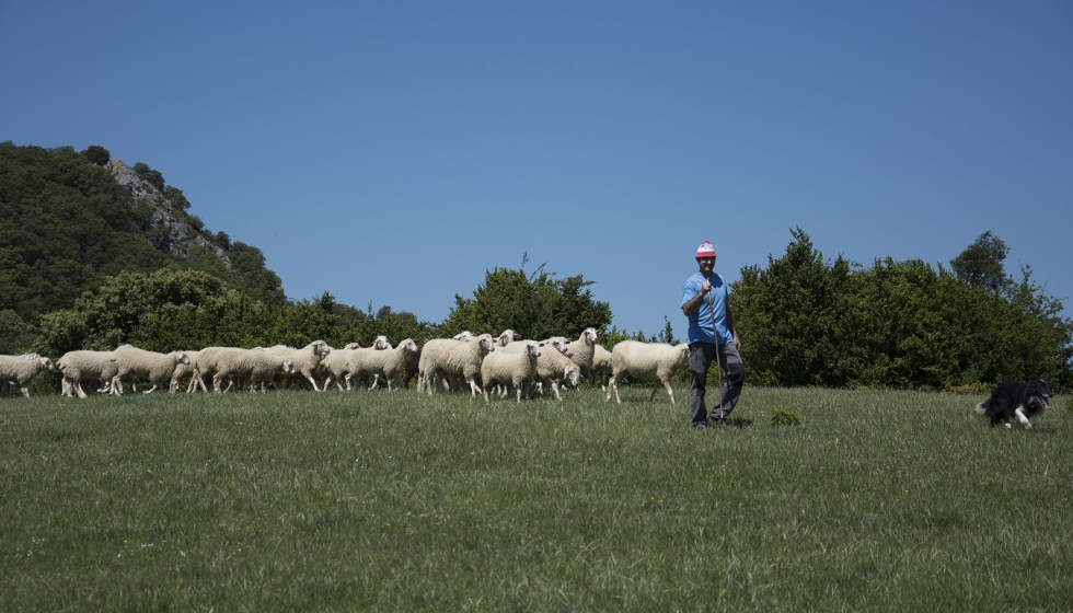 Pastoreo de un rebao de la raza ovina Navarra