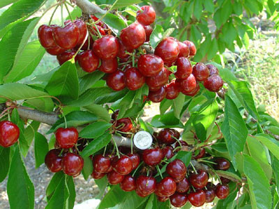 La variedad de cerezas Skeena destaca por su calibre