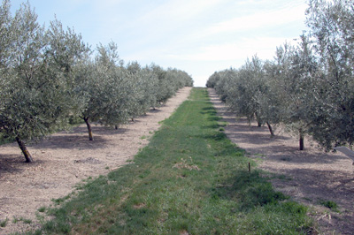 The plant covers give rise to a better distribution of water in the soil