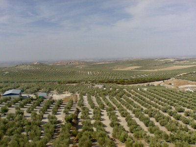 Olive groves of the estepea countryside