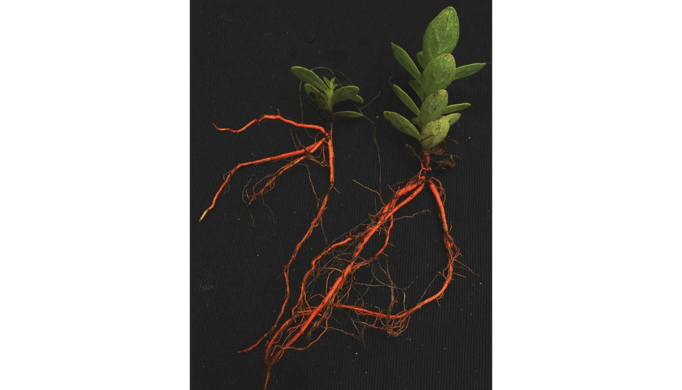Plantas de azafrán de raíz en las que se aprecia el color rojo anaranjado de sus raíces. Foto: Edison Cardona