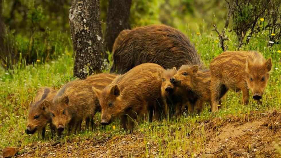 Los ungulados silvestres, en especial el jabal (Sus scrofa), han dado lugar a situaciones de sobreabundancia en Europa