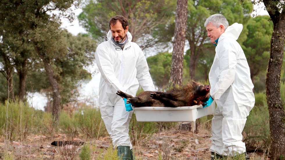 La bsqueda y destruccin de cadveres de animales infectados por el virus de la peste porcina africana (PPA) es una de las medidas ms efectivas...