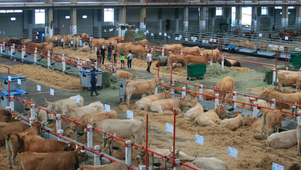 Mercado de Ganados de Torrelavega, Cantabria. (Foto: Elena Martn)