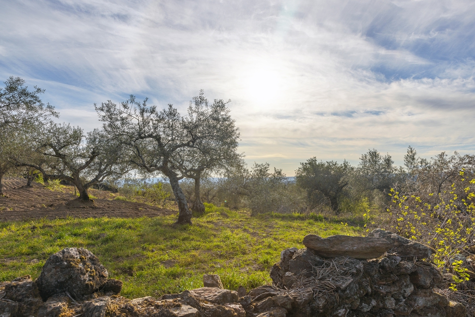 Foto de ¿Tiene el olivar convencional un mejor desempeño económico que el ecológico?