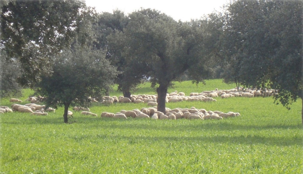 Foto 1. Rebao de ovejas aprovechando el forraje del triticale de doble aptitud y bellota en una dehesa