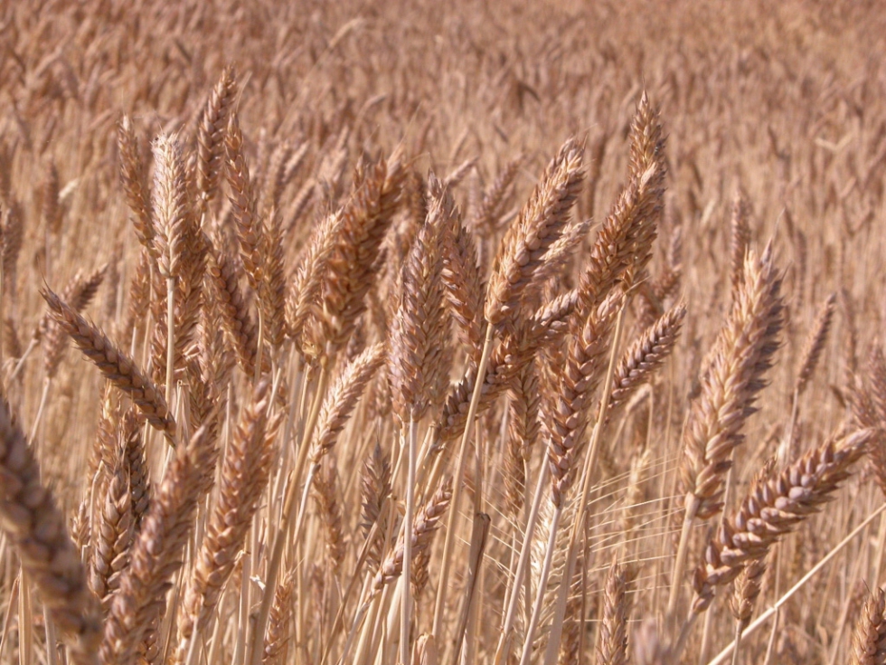 La Previsión Del Usda Sobre La Cosecha Mundial Presiona A La Baja El Precio De Los Cereales 2000