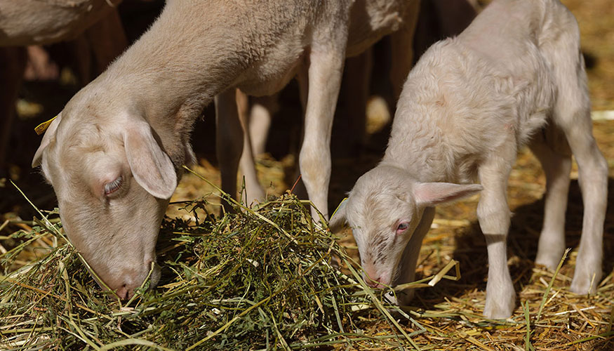 Ejemplares de la raza ovina Maellana