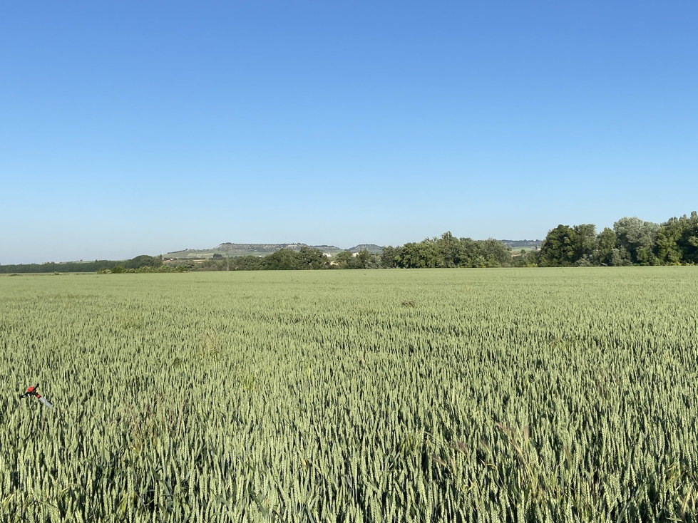 Los agricultores asegurados en Castilla y Len reciben hoy jueves 13,9 millones, y suman ms de 158 millones ya pagados en la campaa actual...