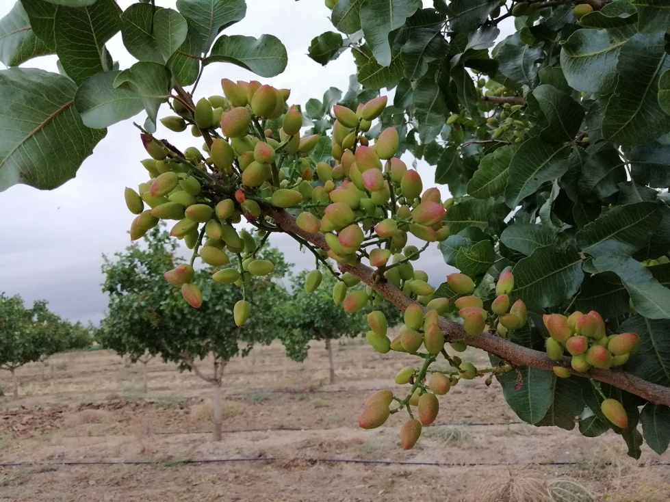 Plantacin de pistacheros