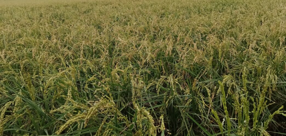 Campo de arroz en Poble Nou del Delta afectado por la granizada del 26 de agosto