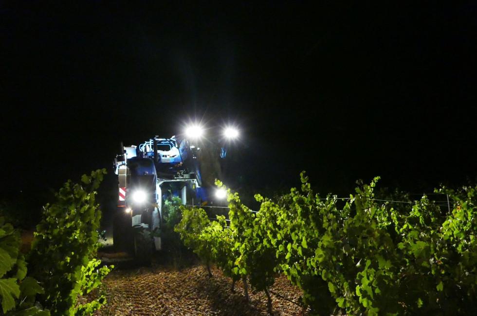 La vendimia nocturna y mecanizada influye de forma decisiva en la calidad de los vinos de la Denominacin de Origen Rueda...