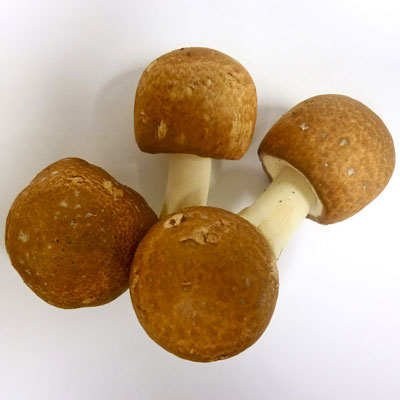 Cogumelo Shiitake 100g - Fungo Shop Delivery