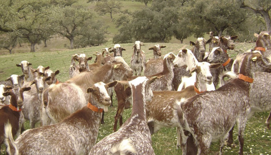 Leche de cabra: una oportunidad de mejora en la calidad de vida de