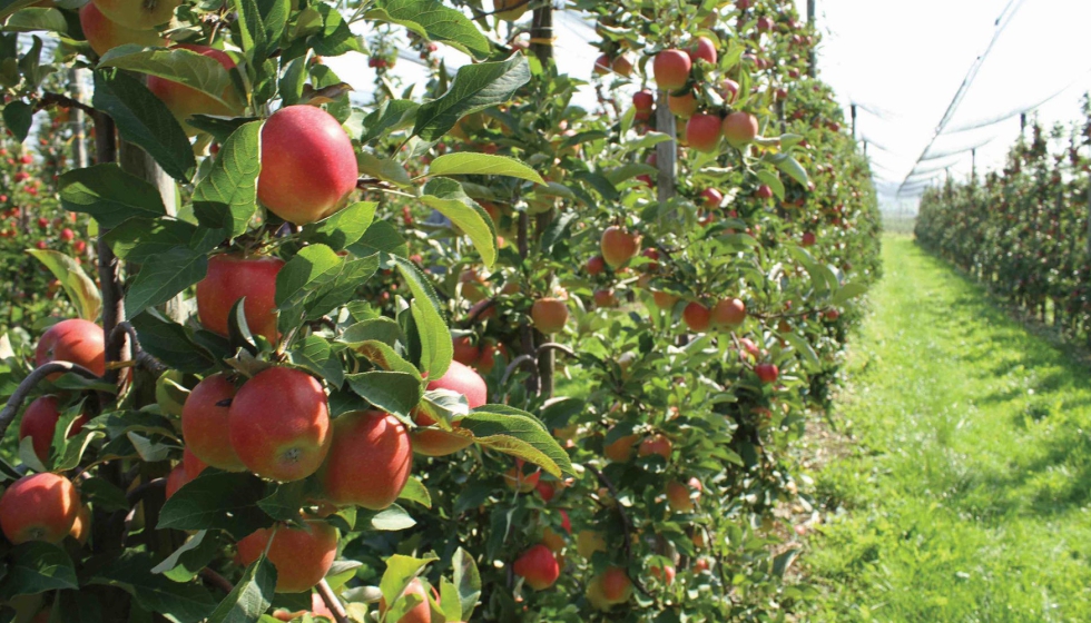 En la regin del lago de Constanza, la cosecha de manzanas empieza en agosto con las variedades tempranas y dura hasta finales de octubre...