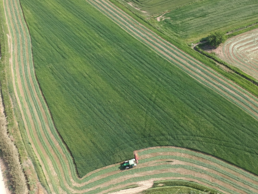 La nueva PAC beneficia la produccin de alfalfa por tratarse de un cultivo mejorante