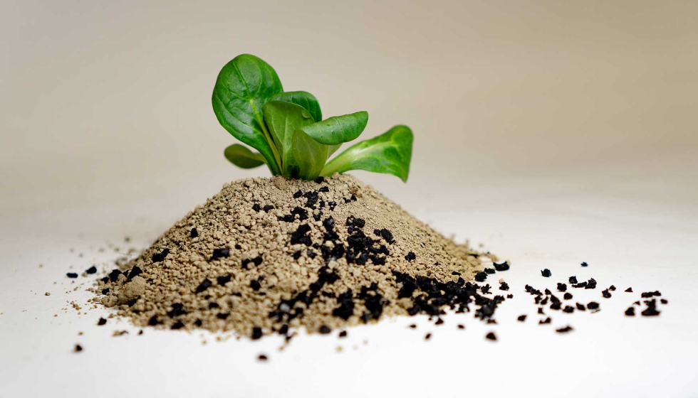 As plantas de alface absorvem as substncias qumicas libertadas pela abraso dos pneus...