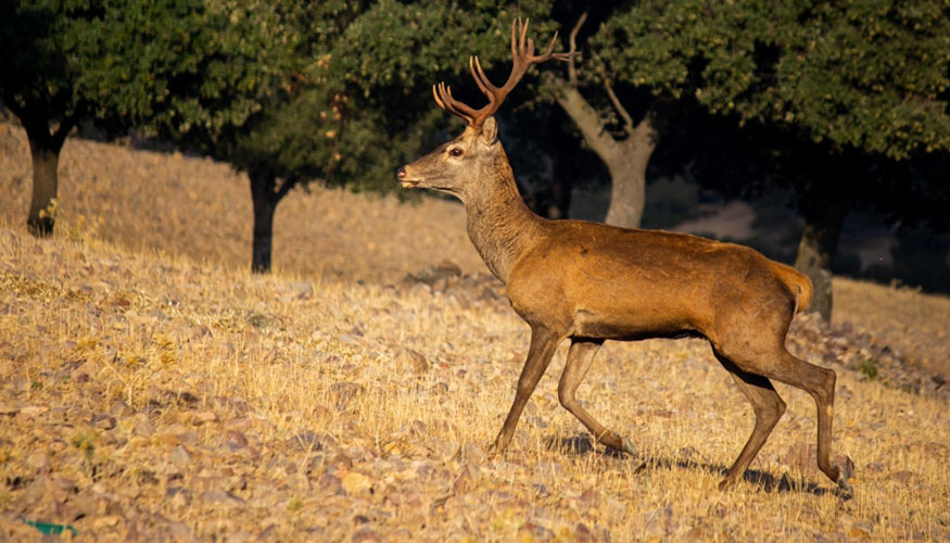 Ciervo macho