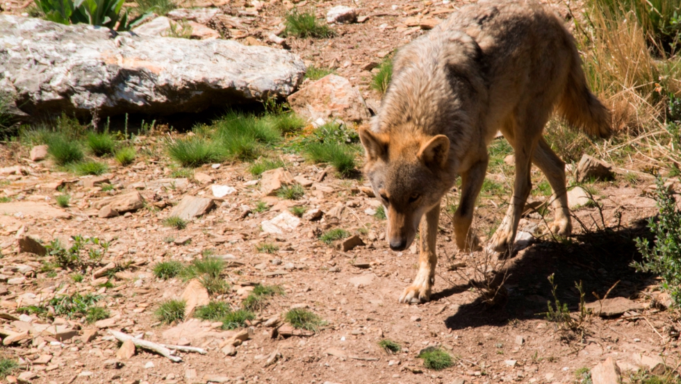 Un lobo en la provincia de Zamora. Foto: UPA