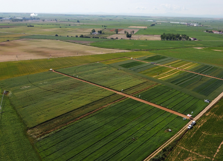 Campo de ensayo de cereales