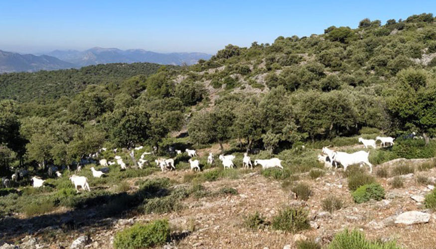 Rebao de raza Blanca Andaluza