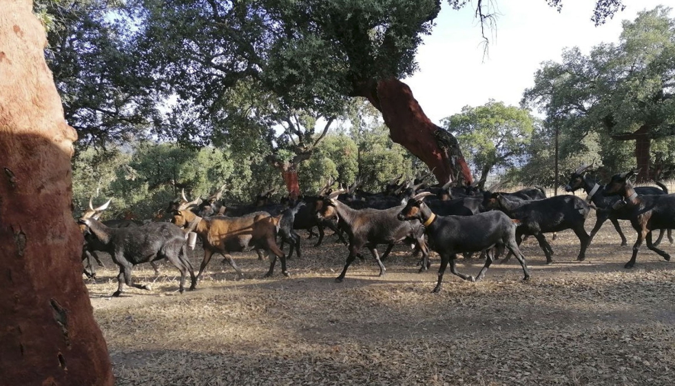 Ejemplares de la raza caprina Verata