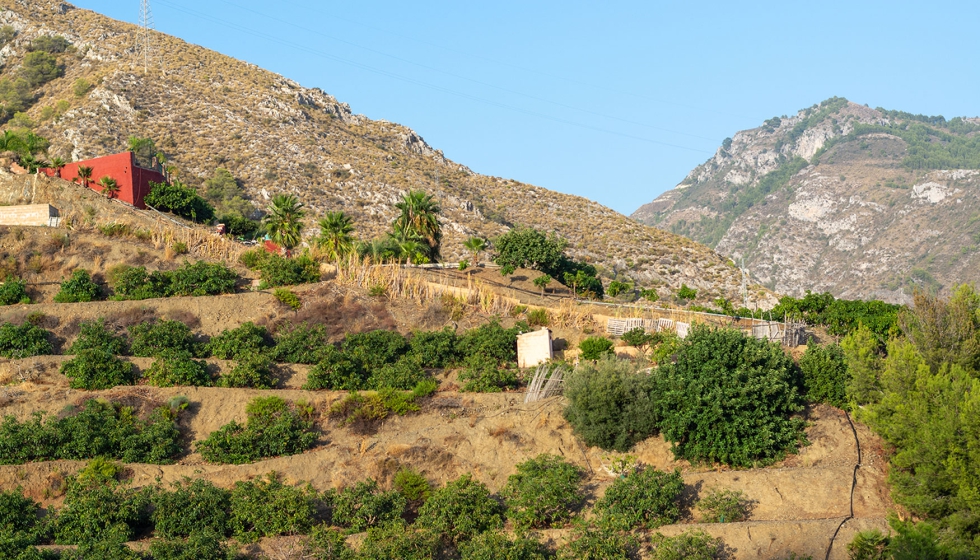 Plantaci�n de aguacate ecol�gico en la Costa Tropical de Andaluc�a