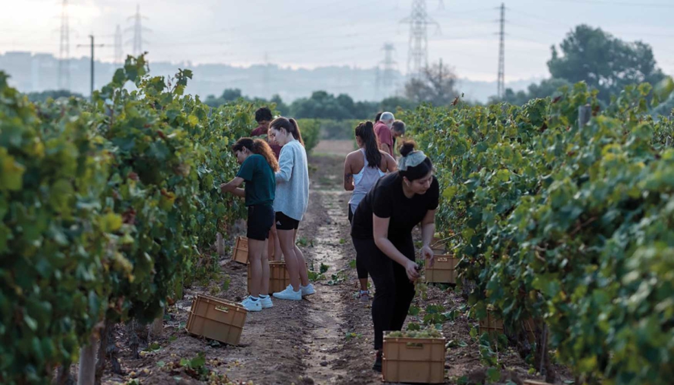 Vendimia en Mas dels Frares, la finca de la bodega experimental de la URV