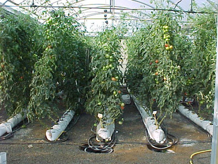 Cultivation of tomato in sacks of Perlite to open irrigation system...