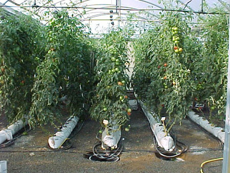 Cultivo de tomate en sacos de perlita con sistema de riego abierto...