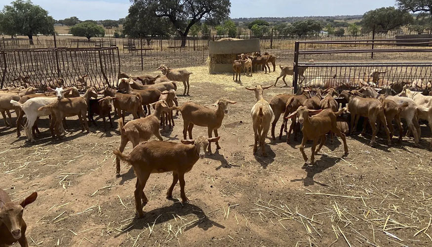 Ejemplares de la raza caprina Malague�a