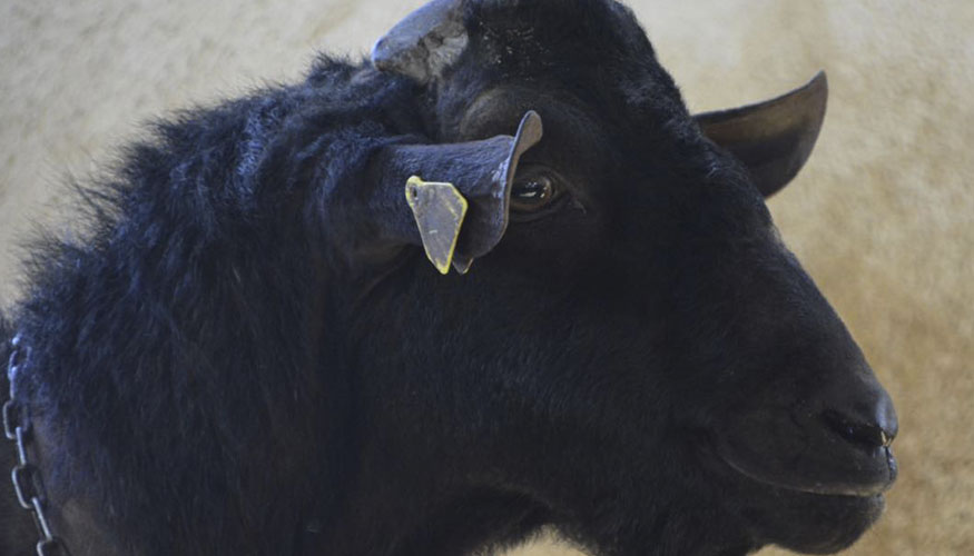 Macho de raza Murciano-Granadina