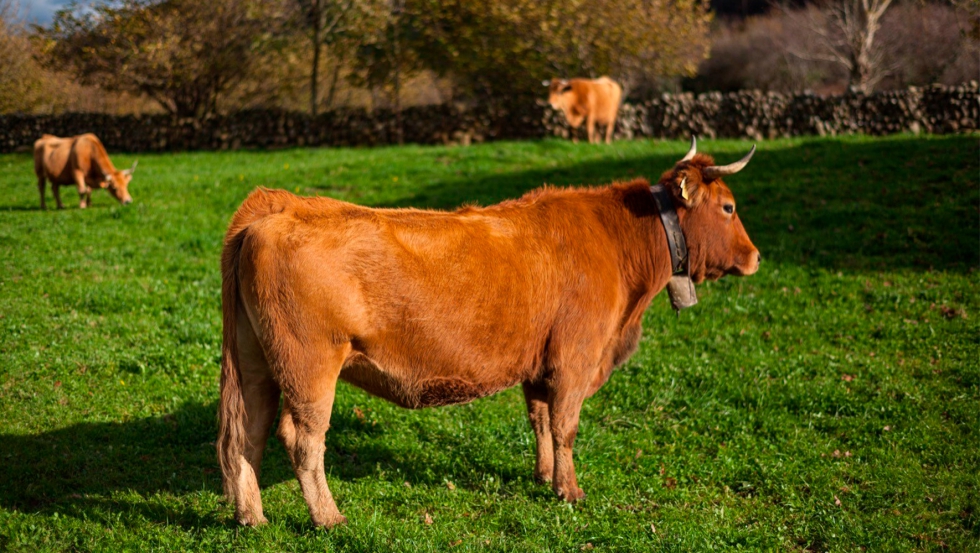 El brote que existe en Cantabria afecta en su totalidad a animales de vacuno de carne (Foto: Gobierno de Cantabria)...