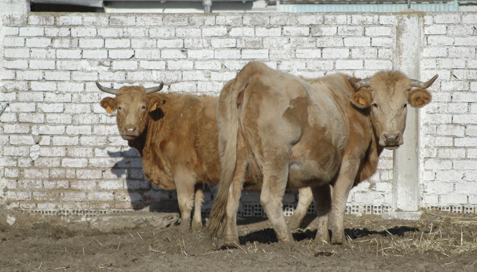 Vacas de aptitud crnica