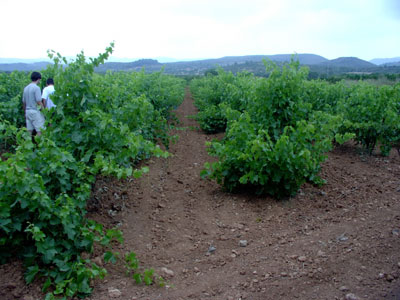 Castilla La Mancha experiment el mayor crecimiento en superficie de cultivo ecolgico...